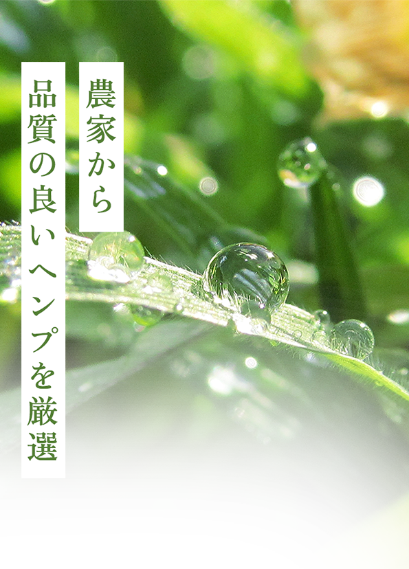 農家から品質の良いヘンプを厳選